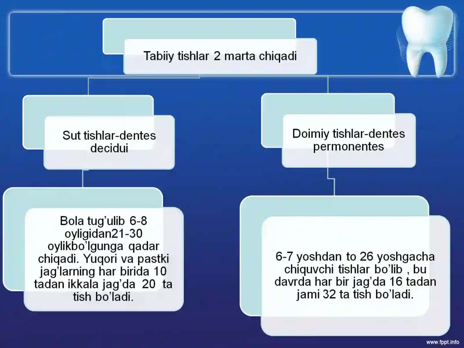 Tishlarni anatomik tuzilishi 3