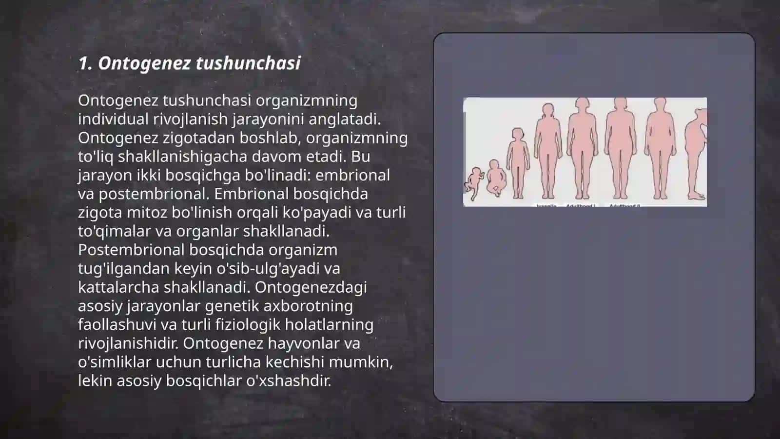 Ontogenezning rivojlanish xususiyatlari 3