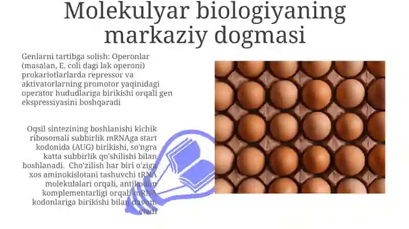 Oqsil biosintezi va genetik darajadagi regulyatsiyasi 3