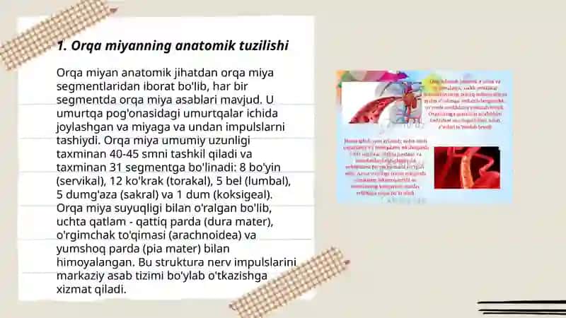 Orqa miyaning tuzulishi, joylashuvi, vazifasi 3
