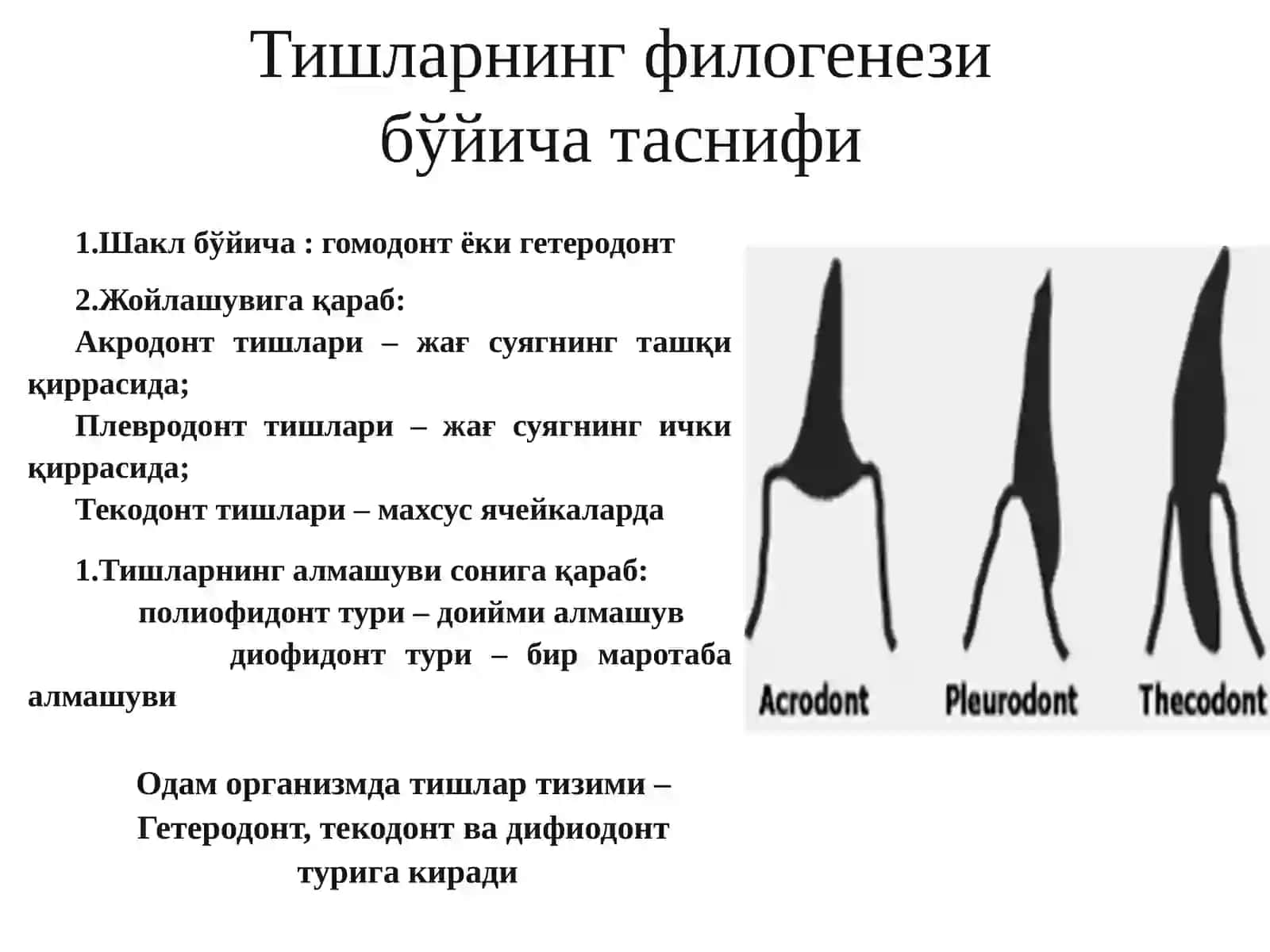 ТИШЛАР ТАРАҚҚИЁТИ.ДЕНТАЛ АНАТОМИЯ АСОСЛАРИ: УМУМИЙ ВА ХУСУСИЙ АНАТОМИЯСИ.ТИШ-ЖАҒ СЕГМЕНТАЛАРИ. ПРИКУСЛАР, ТУРЛАРИ 3
