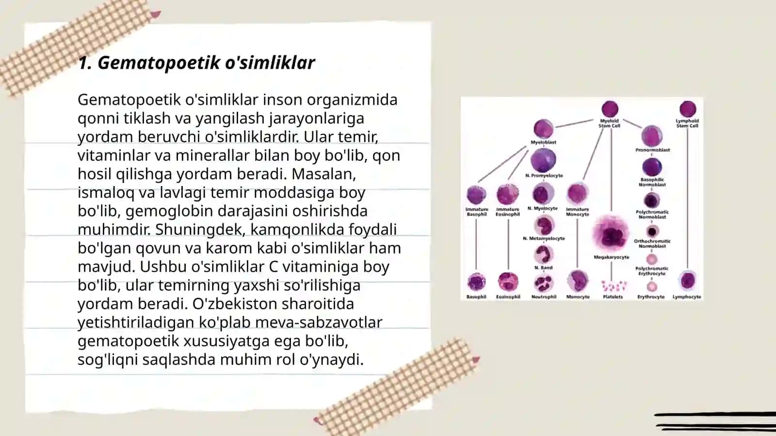 Gemotsitopoez jarayonining boshqariluvi 3
