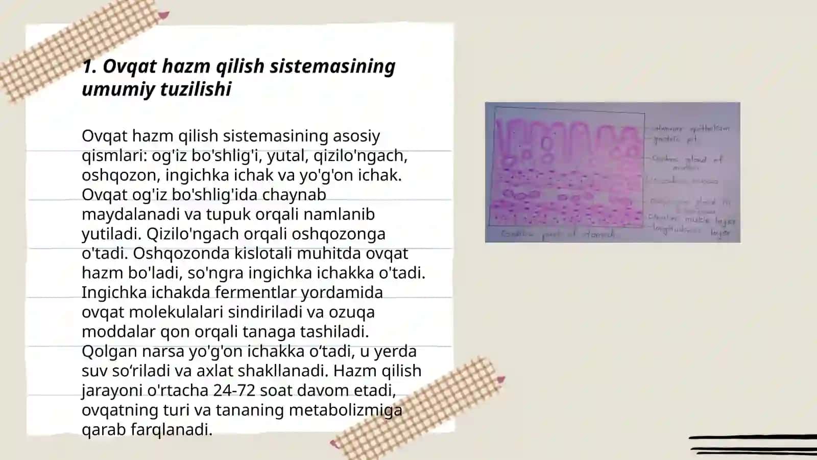 Ovqat hazm qilish sistemasi gistologiyasi 3