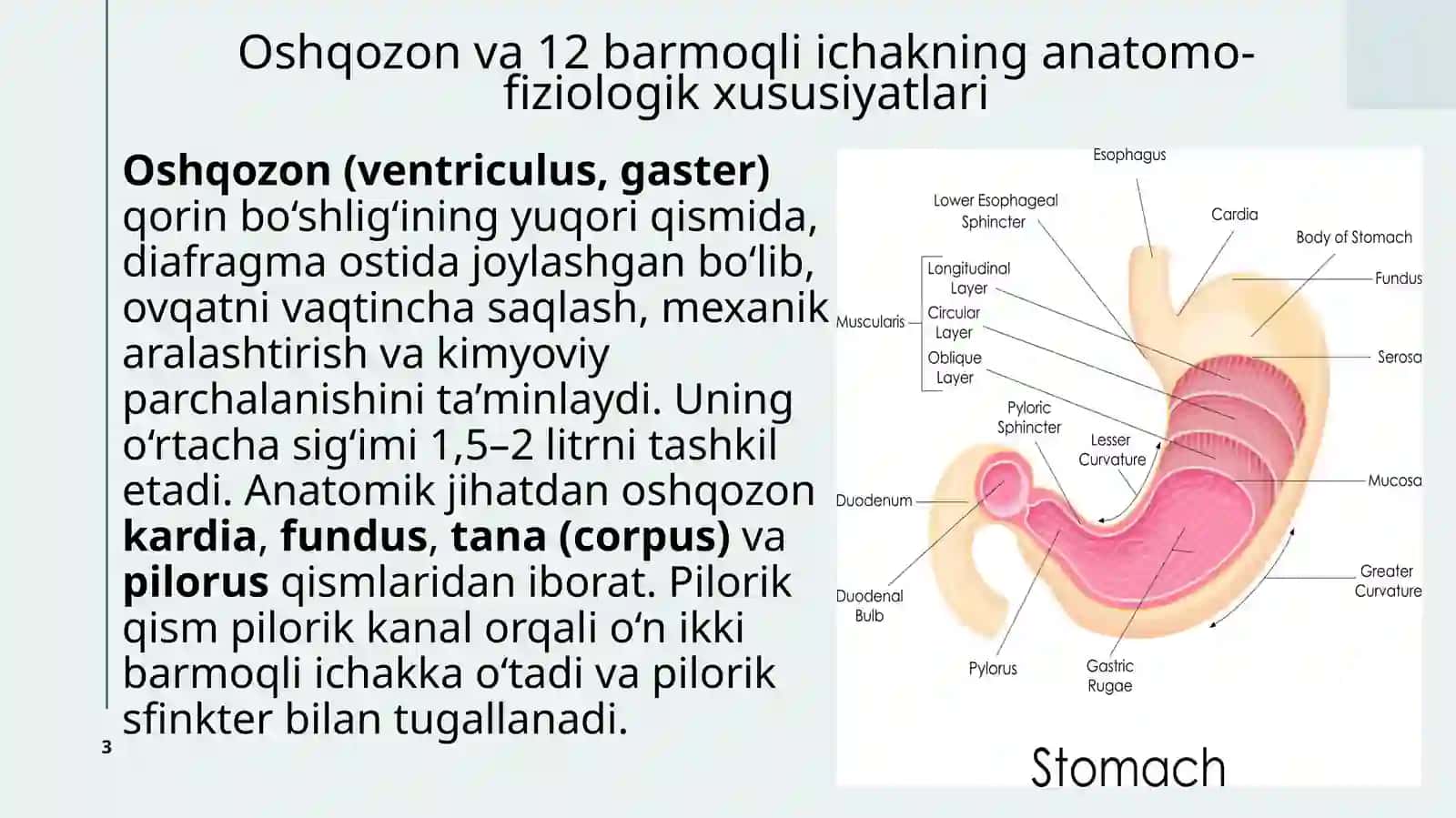 Oshqozon va 12 barmoqli ichak yarakasalliklari 3