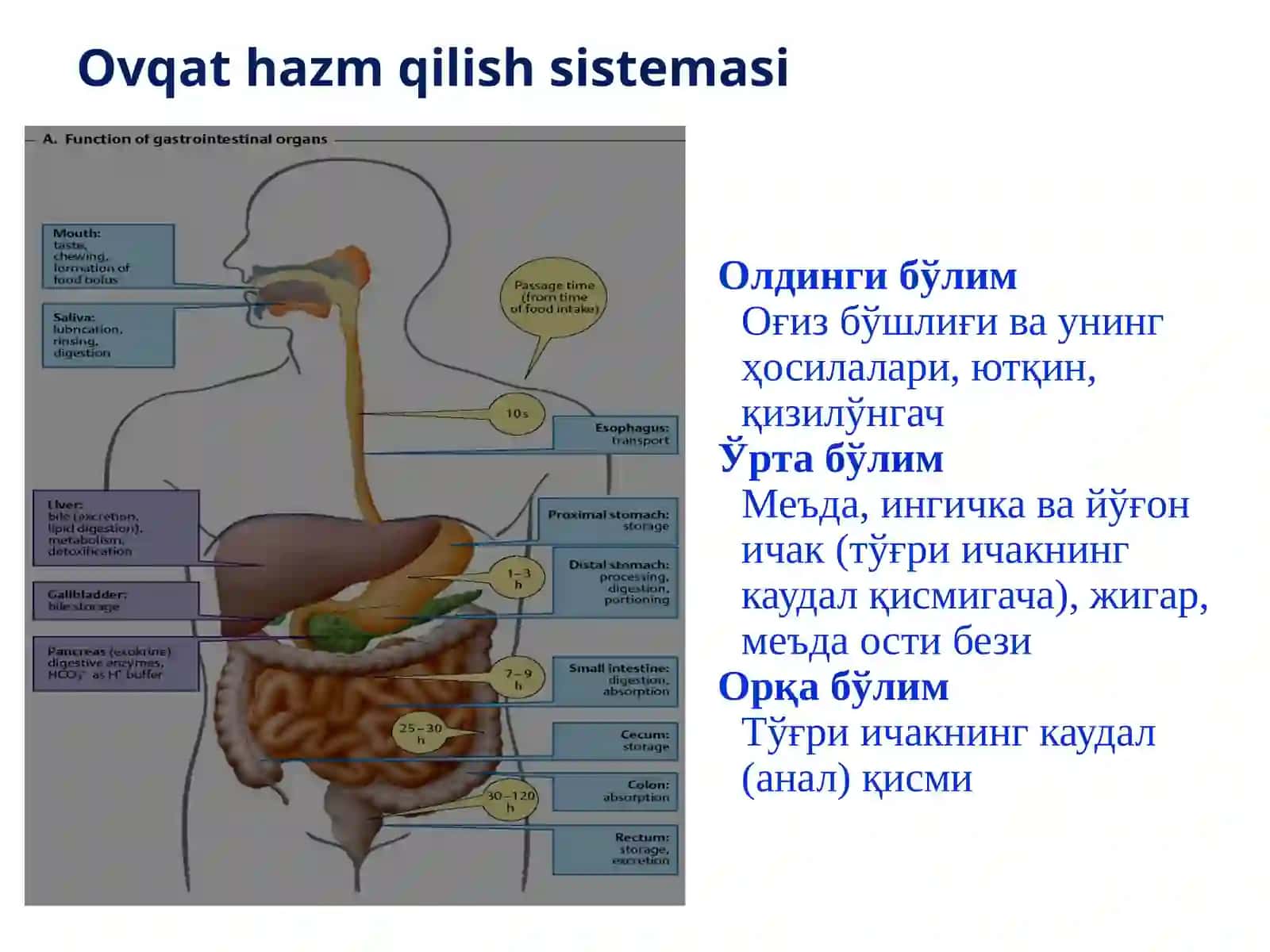 Hazm tizimi a'zolari gistologiyasi.Oģiz bóshliģi va uning hosilalari,taraqqiyoti. Sólak bezlari gistologiyasi 3