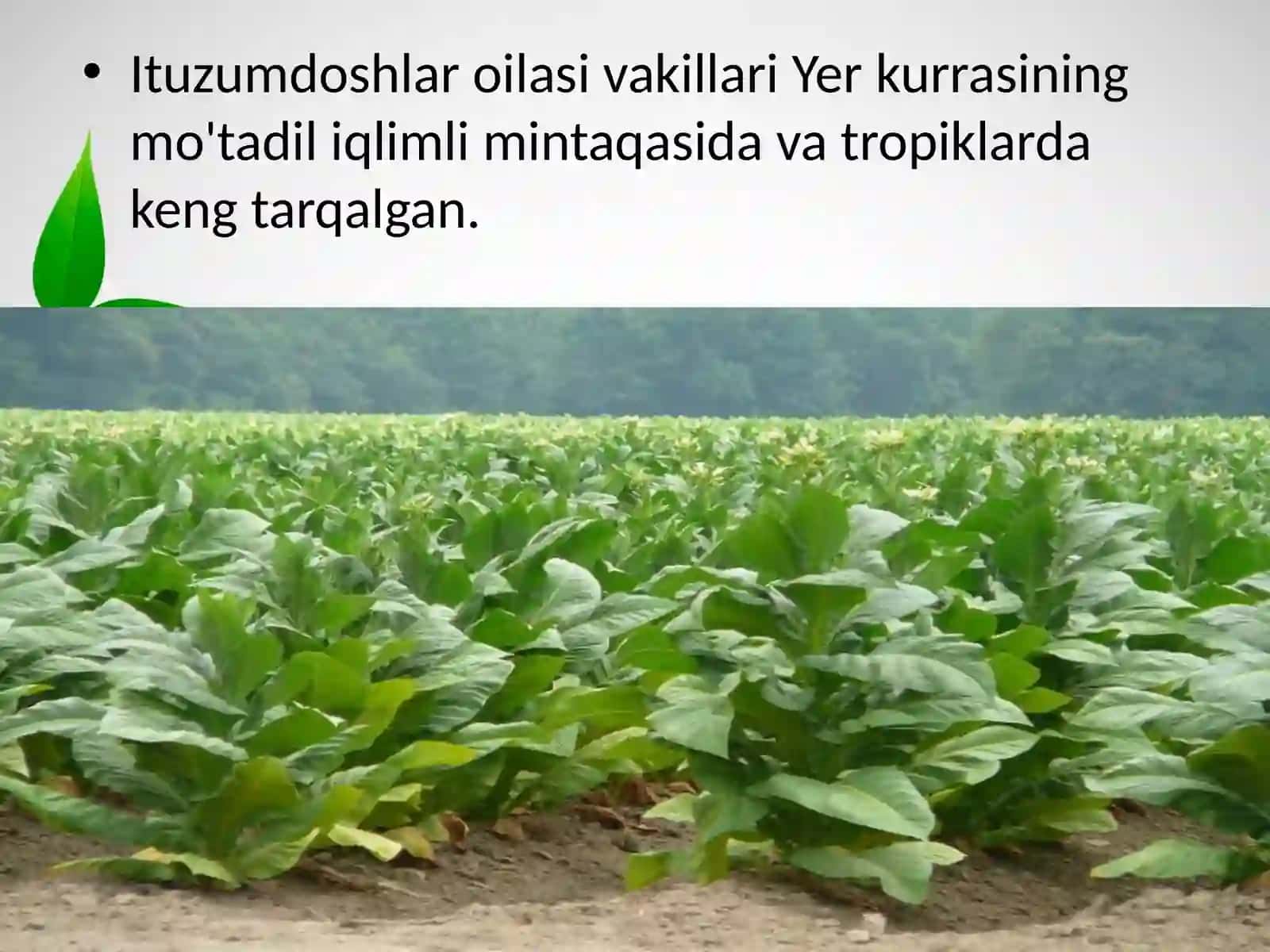 ITUZUMDOSHLAR OILASI 3