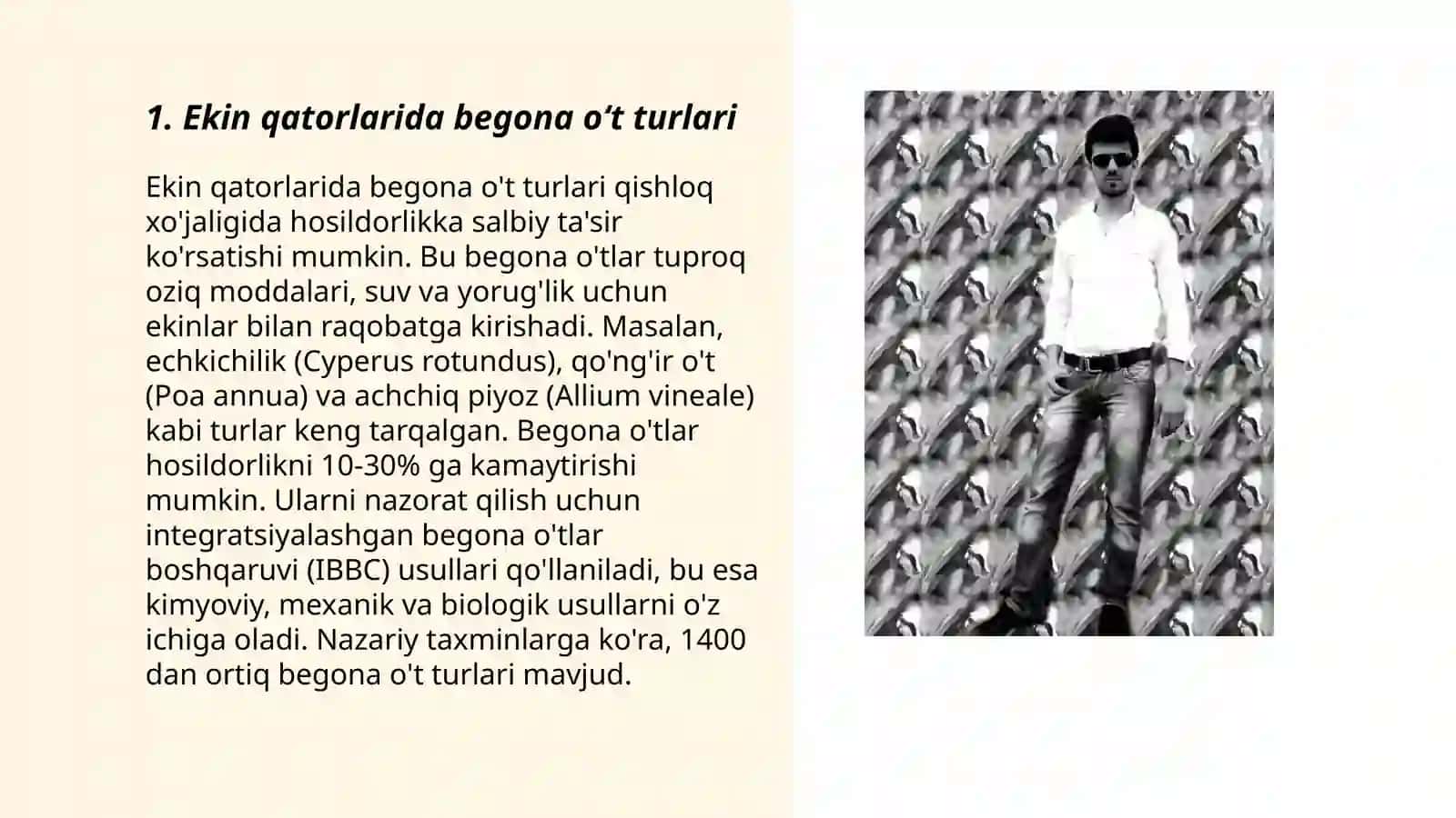 Ekin qator oralaridagi begona oʻtlarni yoʻqotish 3