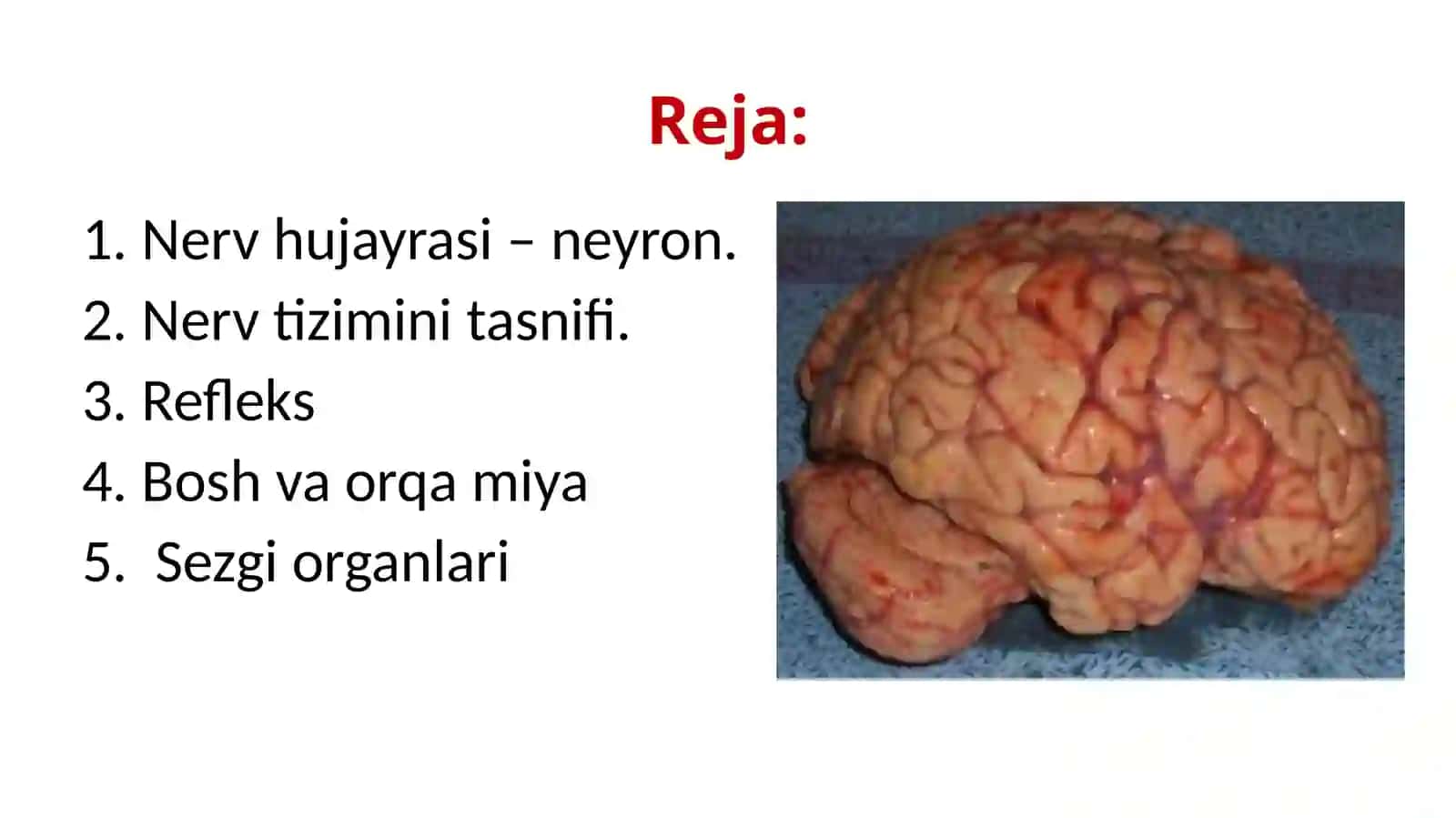 Nerv tizimi va sezgi organlari 3