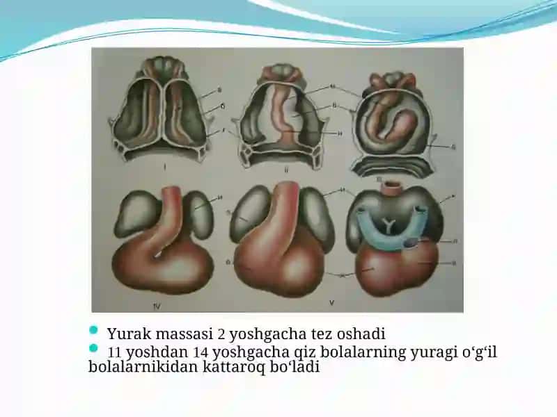 Bolalarda yurak qontomir tizimini kasalliklari semiotikasi 3