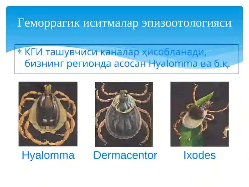 Геморрагик иситмалар 3