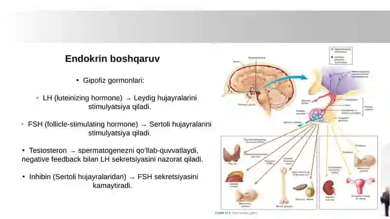 Urugʻdon endokrin faoliyatining endokrin boshqariluvi. Gemato-testikulyar  toʻsigʻining gistofiziologiyasi. Gemato-ovarial toʻsiqning gistofiziologiyasi. 3