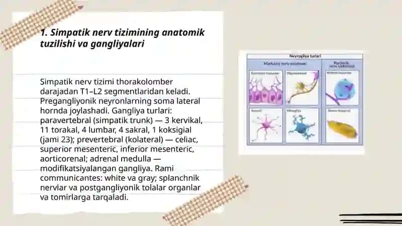 Simpatik parasimpatik va metasimpatik nerv tizimlari 3