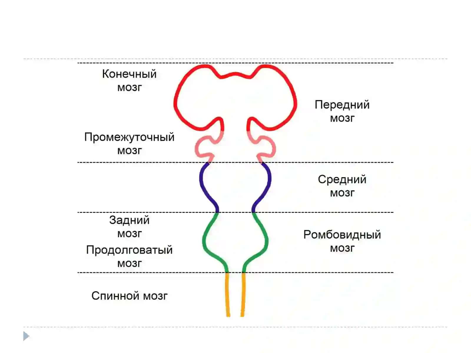 Марказий асаб тизими физиологияси – давоми (5- маъруза) 3