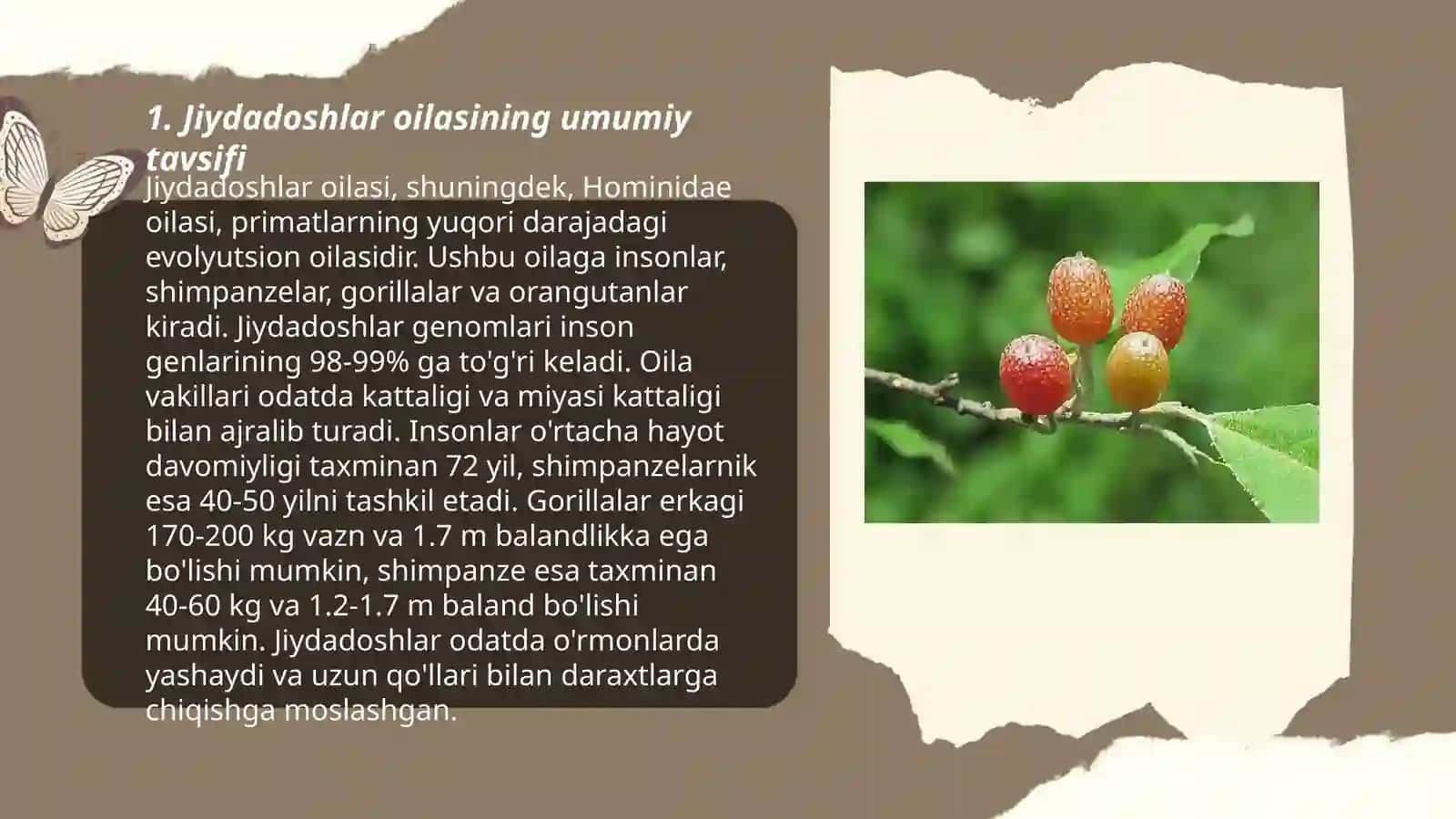 Jiydadoshlar oilasining asosiy turkum va turlari. Tarqalishi va ahamiyati 3