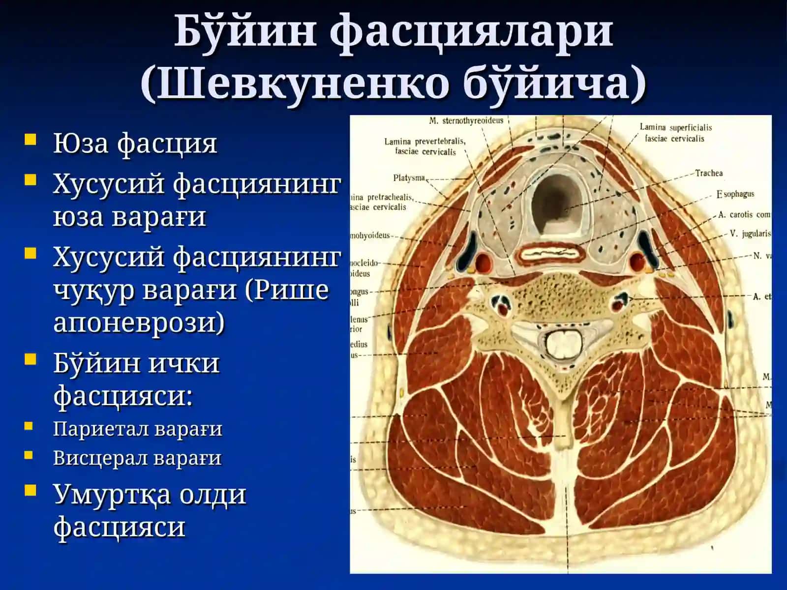 БЎЙИННИНГ ЖАРРОҲЛИК АНАТОМИЯСИ ВА АСОСИЙ ОПЕРАЦИЯЛАР 3
