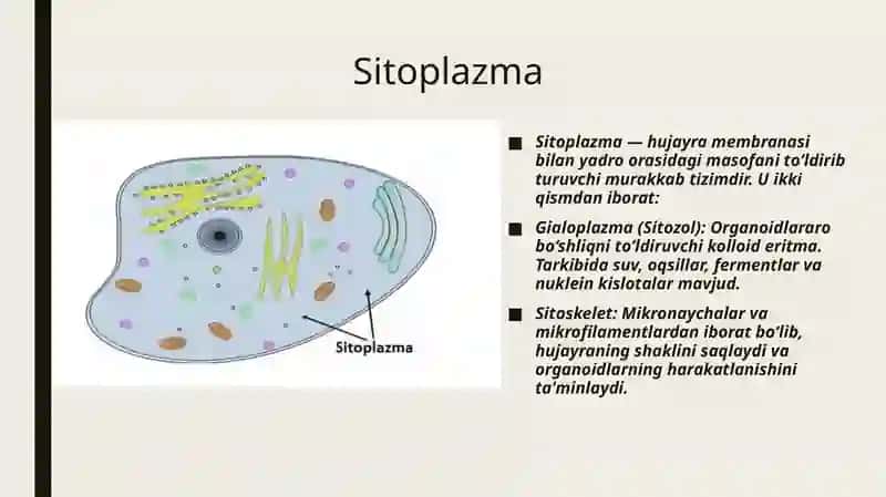 Mavzu: Sitoplazma, hujayraning membranali va membranasiz organoidlari (endoplazmatik to'r, ribosomalar, Golji majmuasi). 3