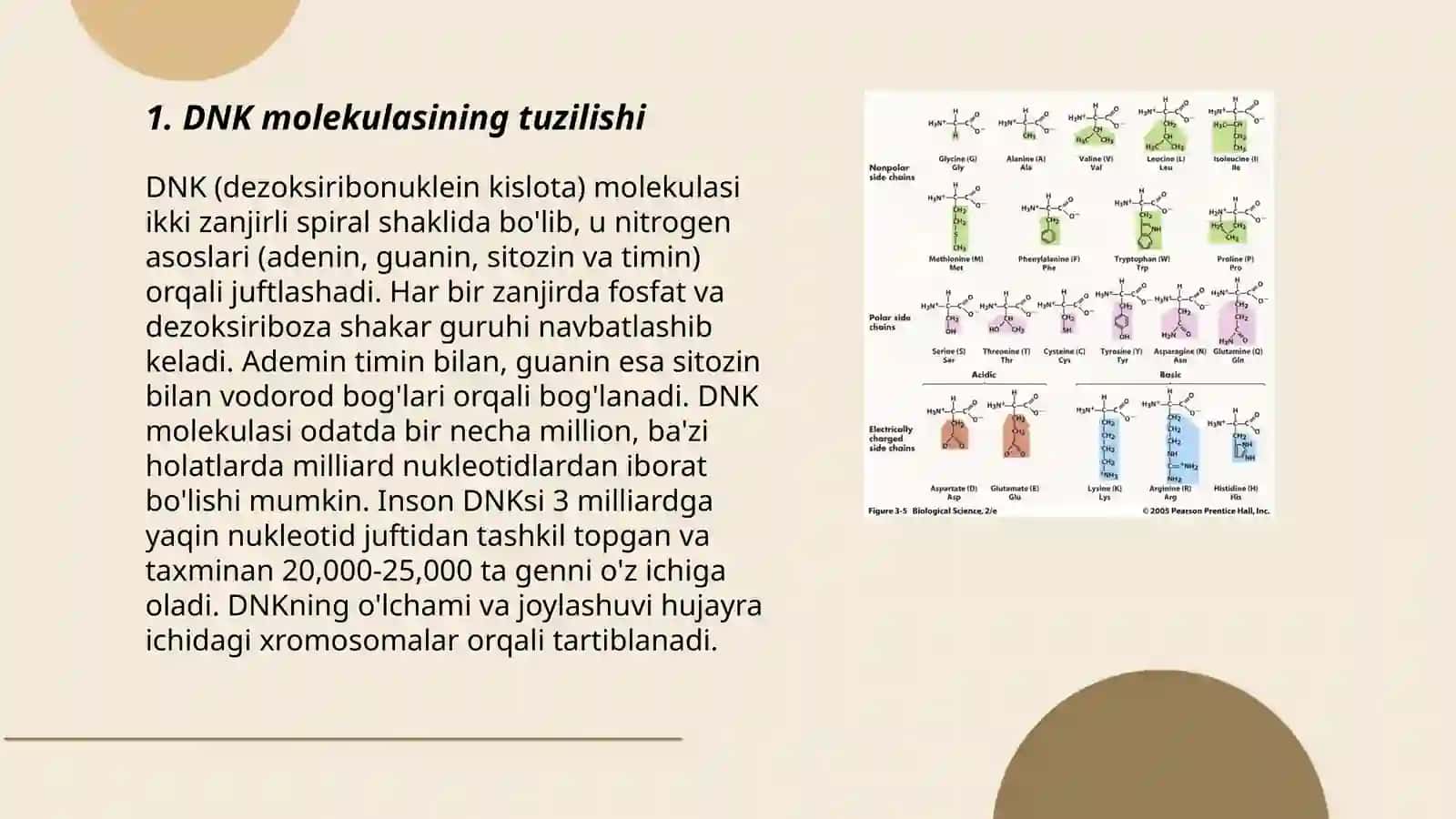 DNK molekulasining hosil boʻlishda S oqsillarning oʻrni 3
