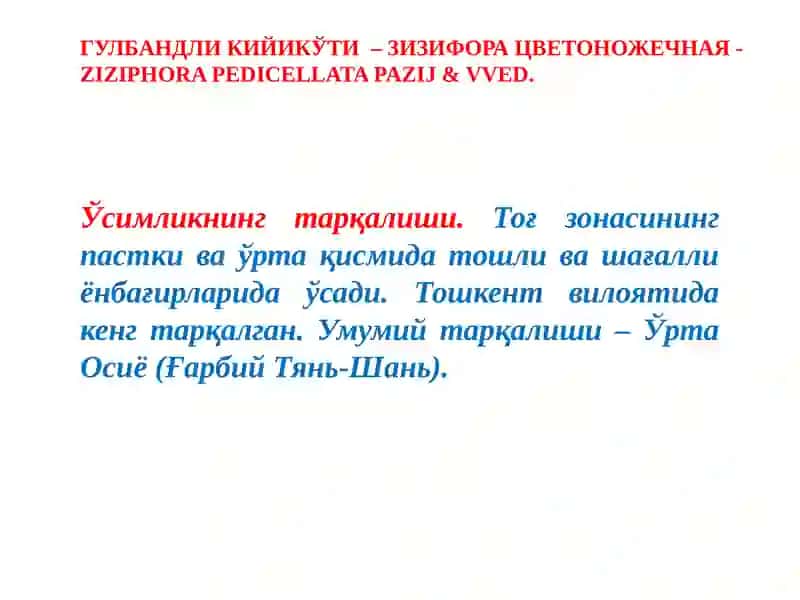 Гулбандли кийикўти (Ziziphorapedicellatapazij&vved.) 3