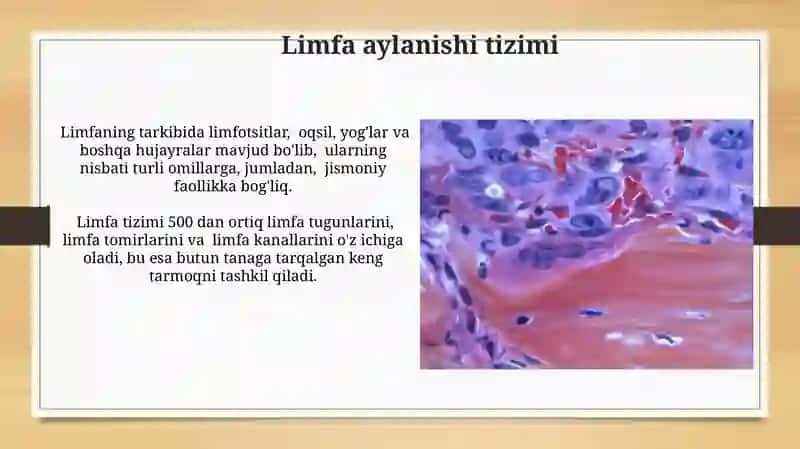 Limfa — Qonning Fiziologik O'rnini Bosuvchi Suyuqlik 3