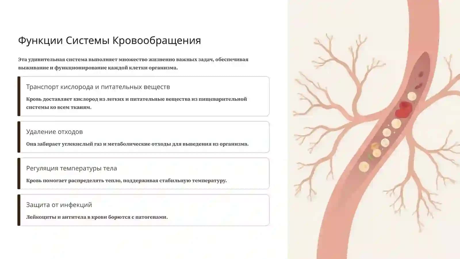 Система кровообращения: Обзор 3