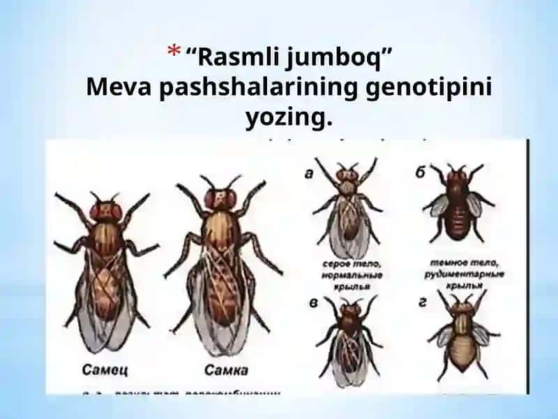 Belgilarning Jinsga Bog‘liq Holda Irsiylanishi 3