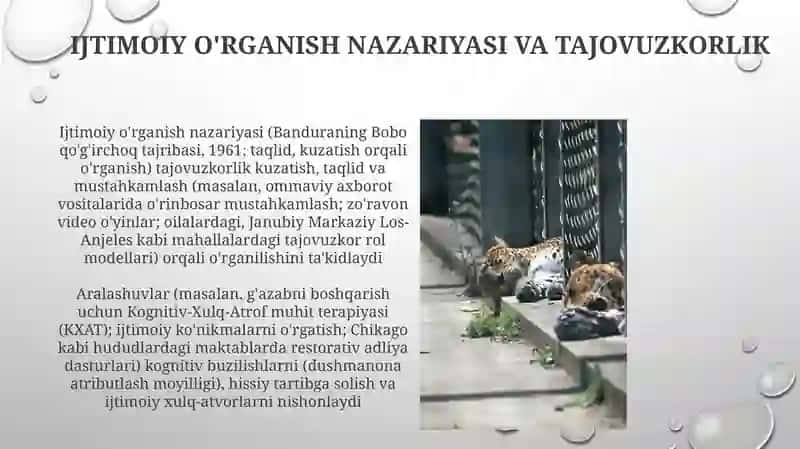 Ijtimoiy O'rganish Nazariyasi va Tajovuzkorlik 3