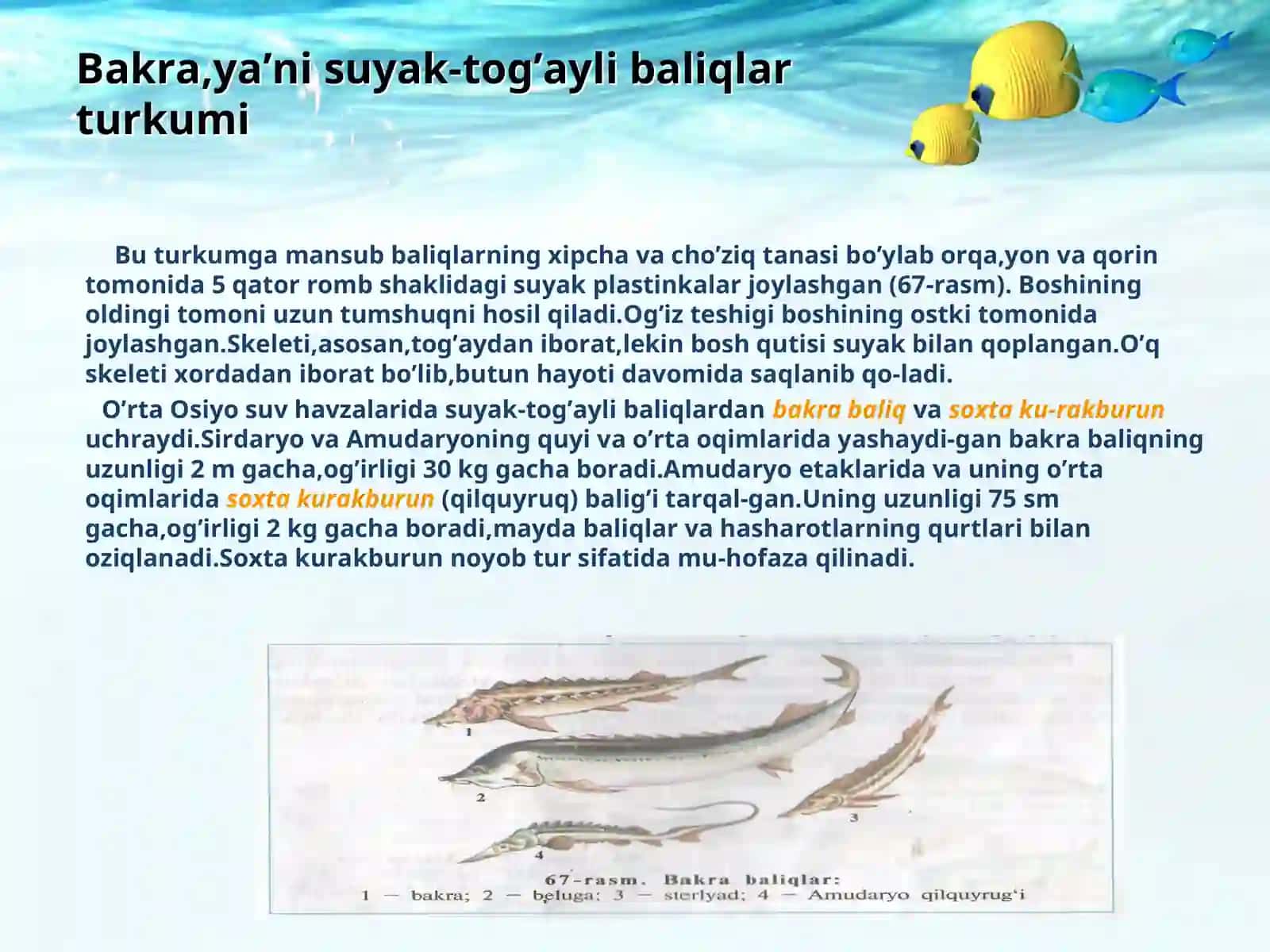 Suyakli baliqlar sinfi:asosiy sistematik guruhlari va ahamiyati 3