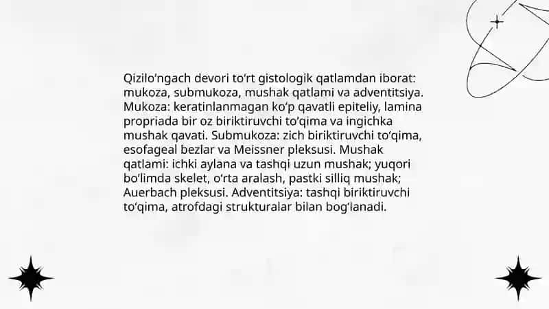 Qiziloʻngach va meʼda gistologiyasi 3