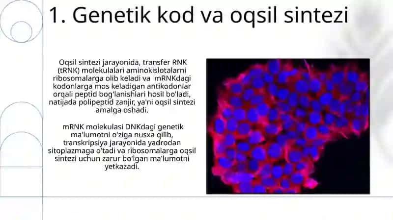 Hujayra yadrosi va irsiy axborotni uzatish mexanizmi 3