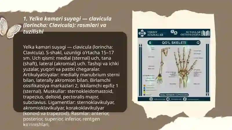 Qo'l suyaklari 3