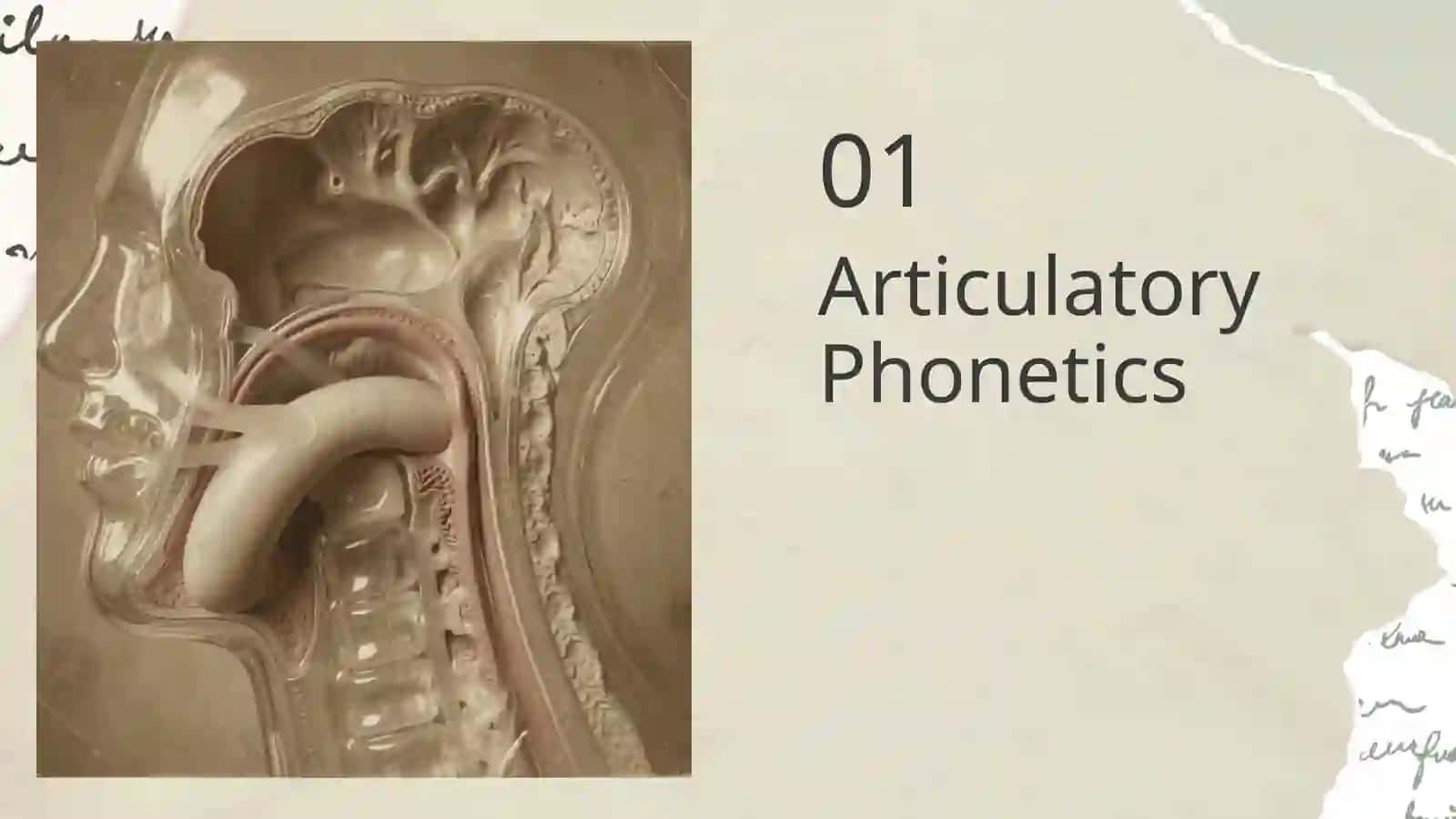 Articulatory Phonetics 3