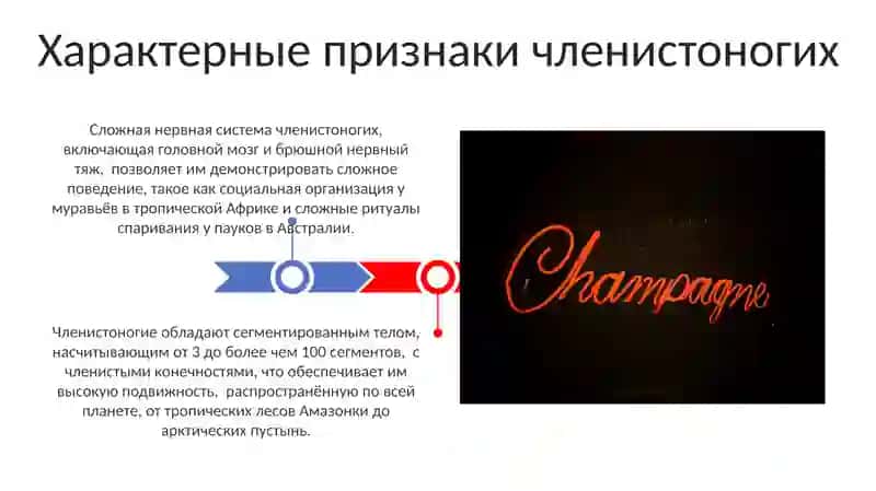 Членистоногие (Arthropoda) 3