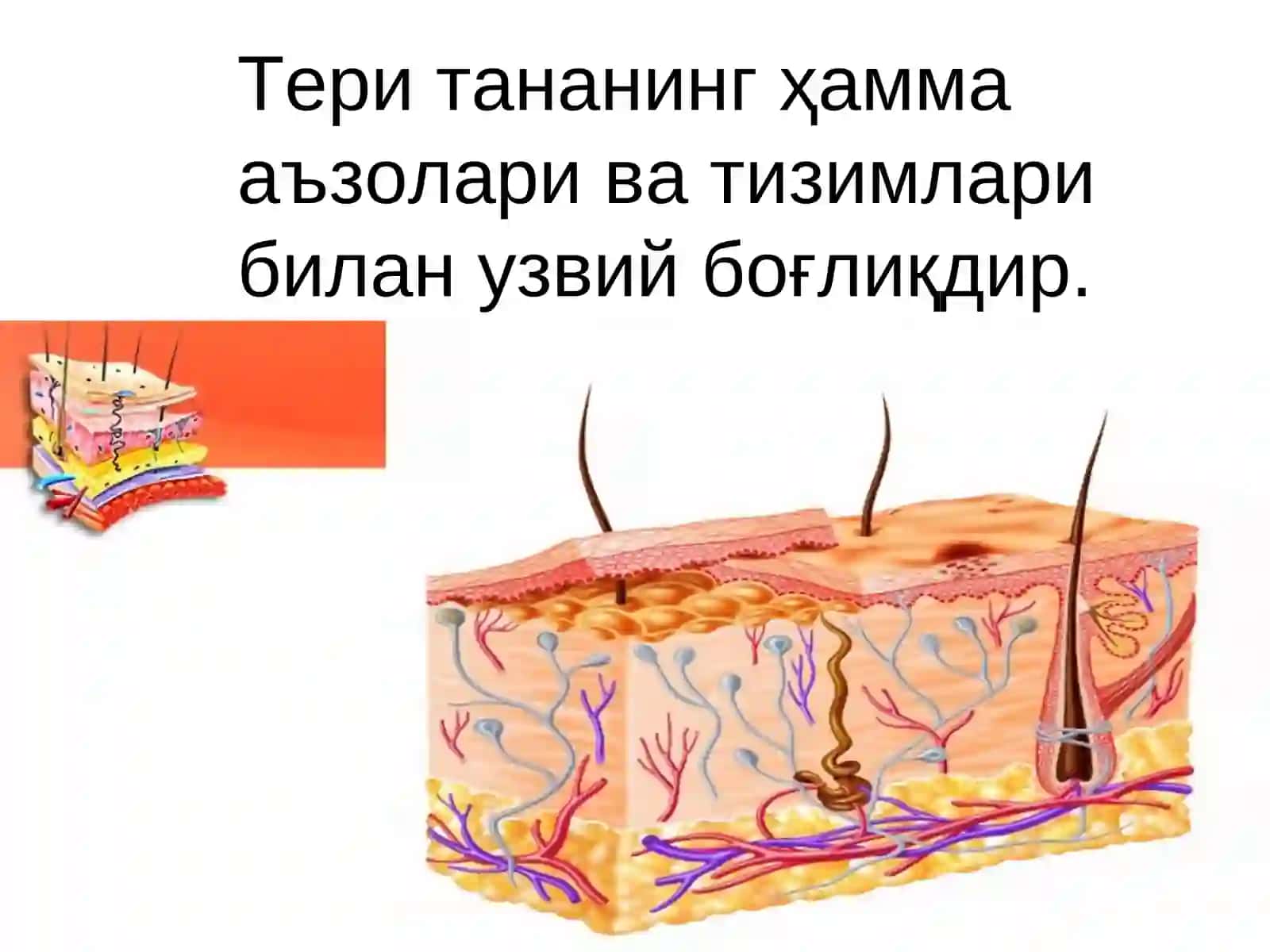 Тери, тери ости ёғқаватининг болалардаги анатомо-физиологик хусусиятлари 3