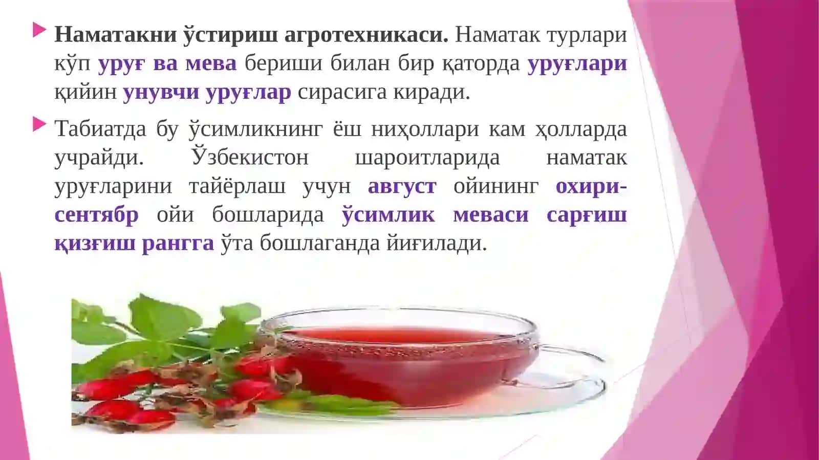 Чала бута, бута ўсимликларининг доривор турлариниетиштириш технологияси 3