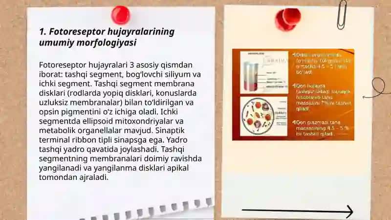 Fotoresepsiyaning morfologik asoslari 3