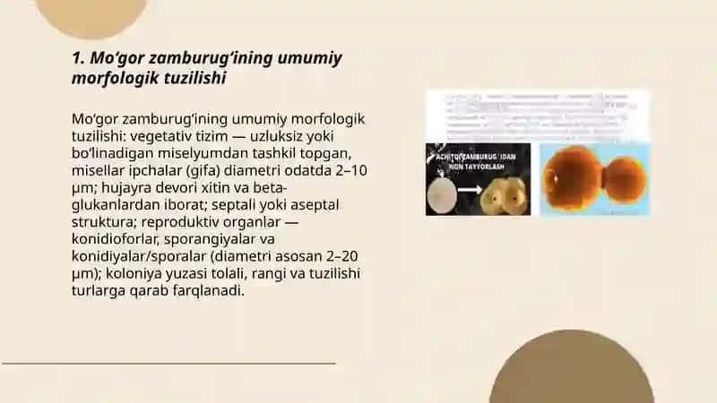 Moğor zamburuği morfologiyasi 3