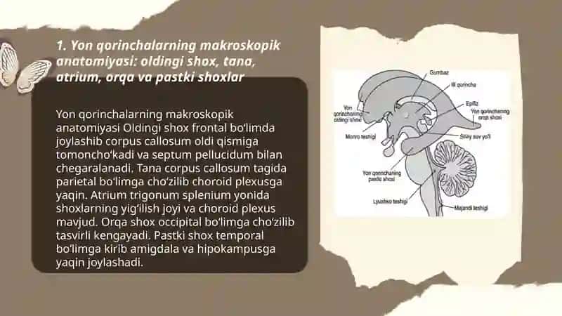 Oxirgi miya yon qorinchalar anatomiyasi va ularning funksional ahamiyati 3