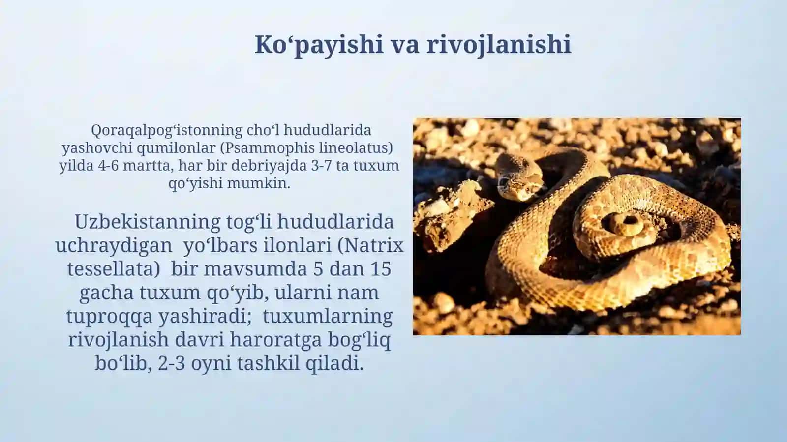 O'zbekistonning zaharli ilonlari, ularning tarqalishi va ahamiyati 3