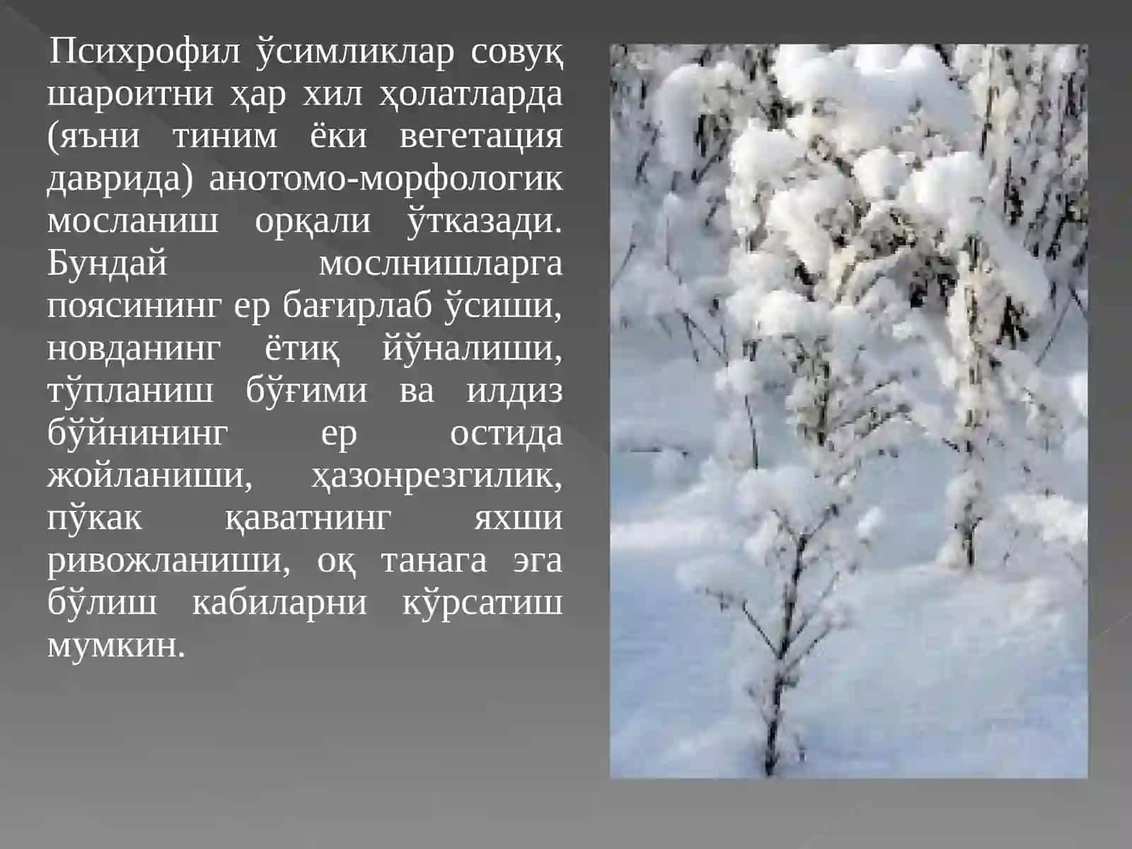 Ўсимликларнинг ҳарорат омилига қараб экологик гуруҳларга ажралиши 3