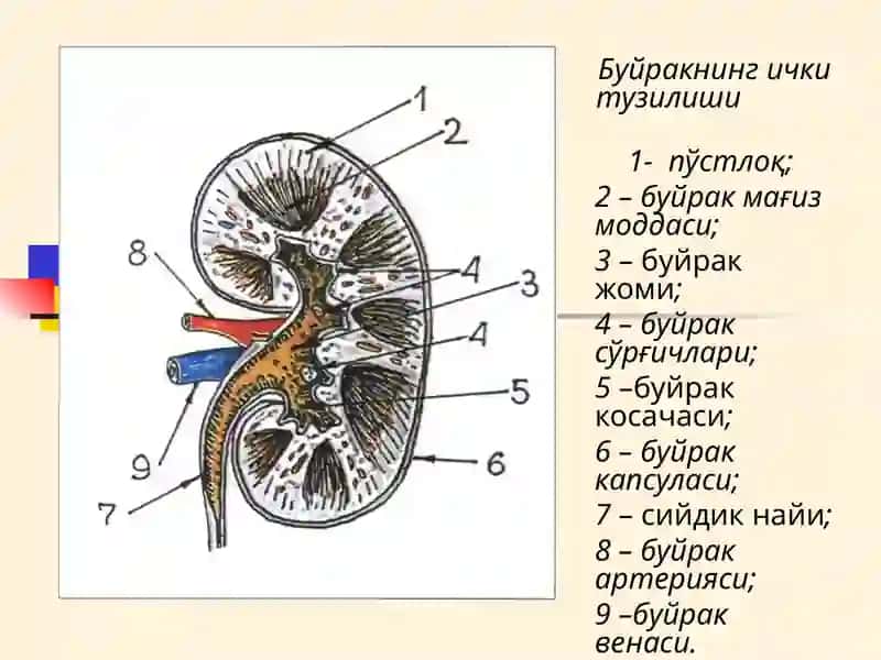 Буйрак Касалликлари Билан Касалланган Беморларни Текшириш 3