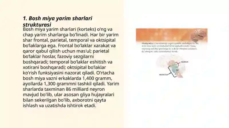 Bosh miya yarim sharlari po'stlog'ining fiziologiyasi 3
