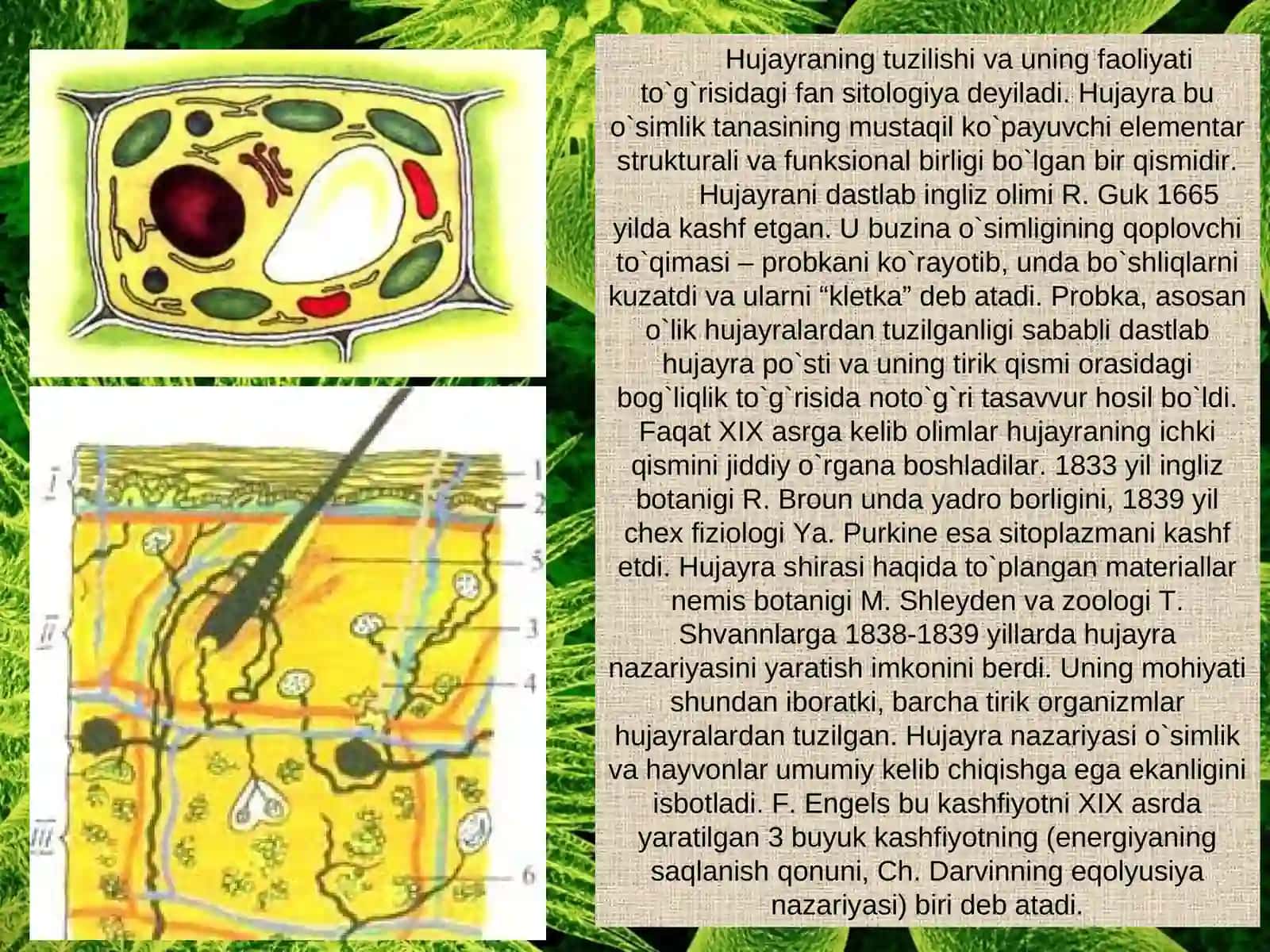 O’simlik hujayrasining tuzilishi va funksiyalari 3