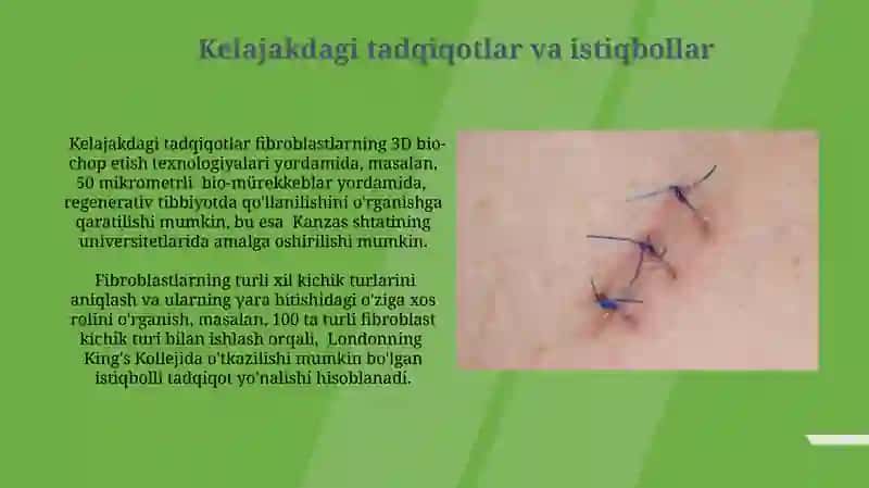 Fibroblastlarning jarohatning bitishi va chandiq hosil boʻlishidagi roli 3
