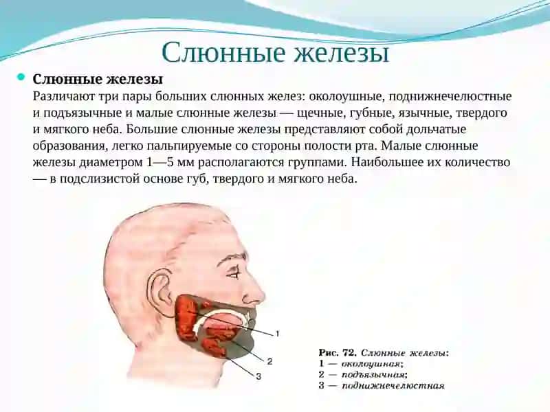 Слюна, Ротовая жидкость 3