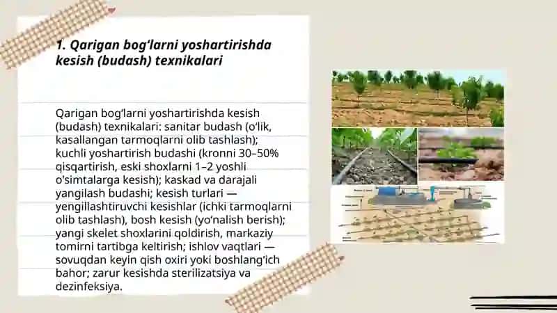 Qarigan bogʻlarni yoshartirish texnalogiyasi 3