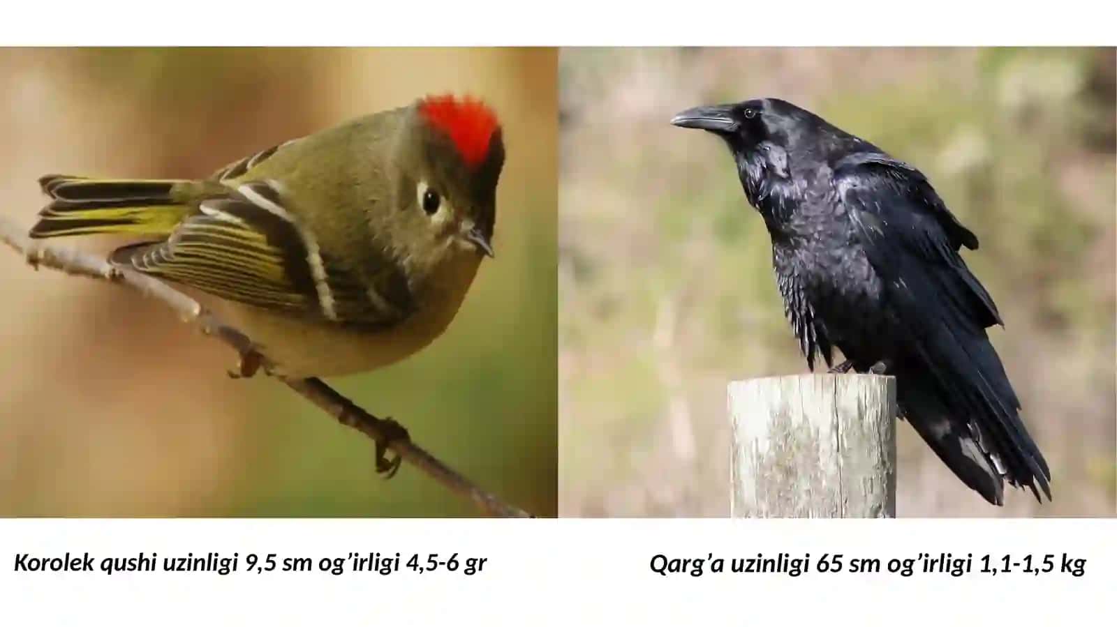 Chumchuqsimonlar turkumi va ularning biologik xususiyatlari 3
