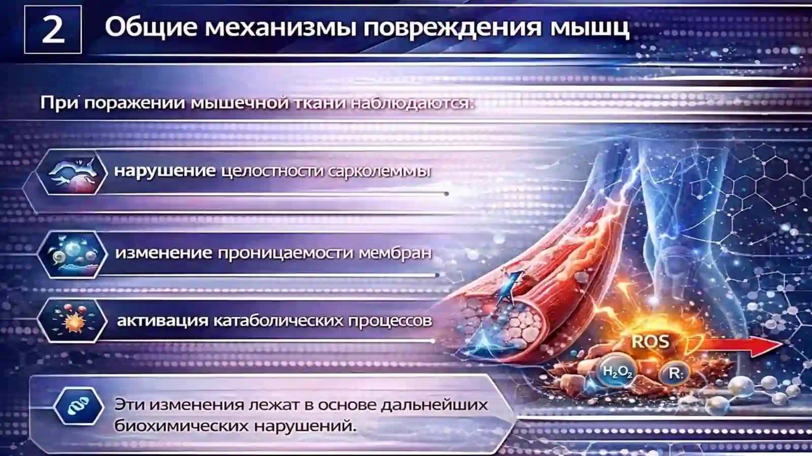 Биохимические изменения при мышечной дистрофии и денервации 3