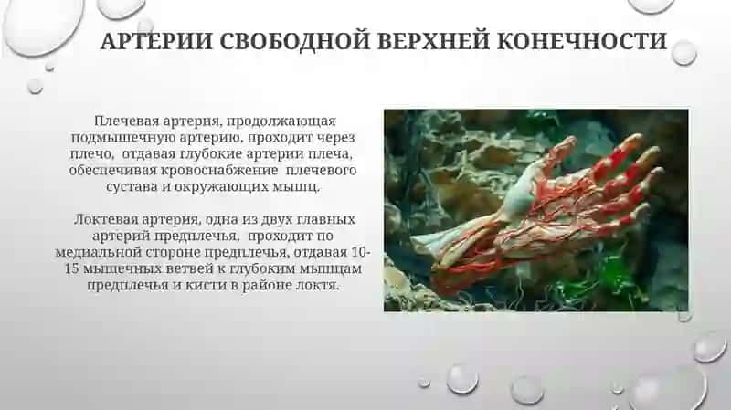 Кровоснабжения верхне конечности 3