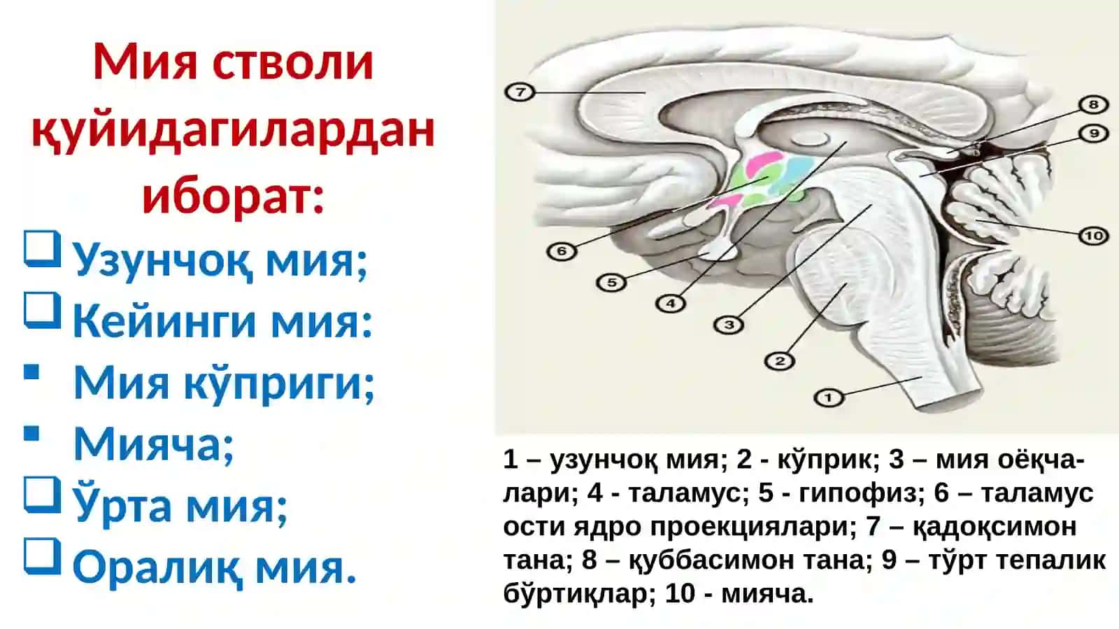 Markaziy asab tizimining fiziologiyasi 3