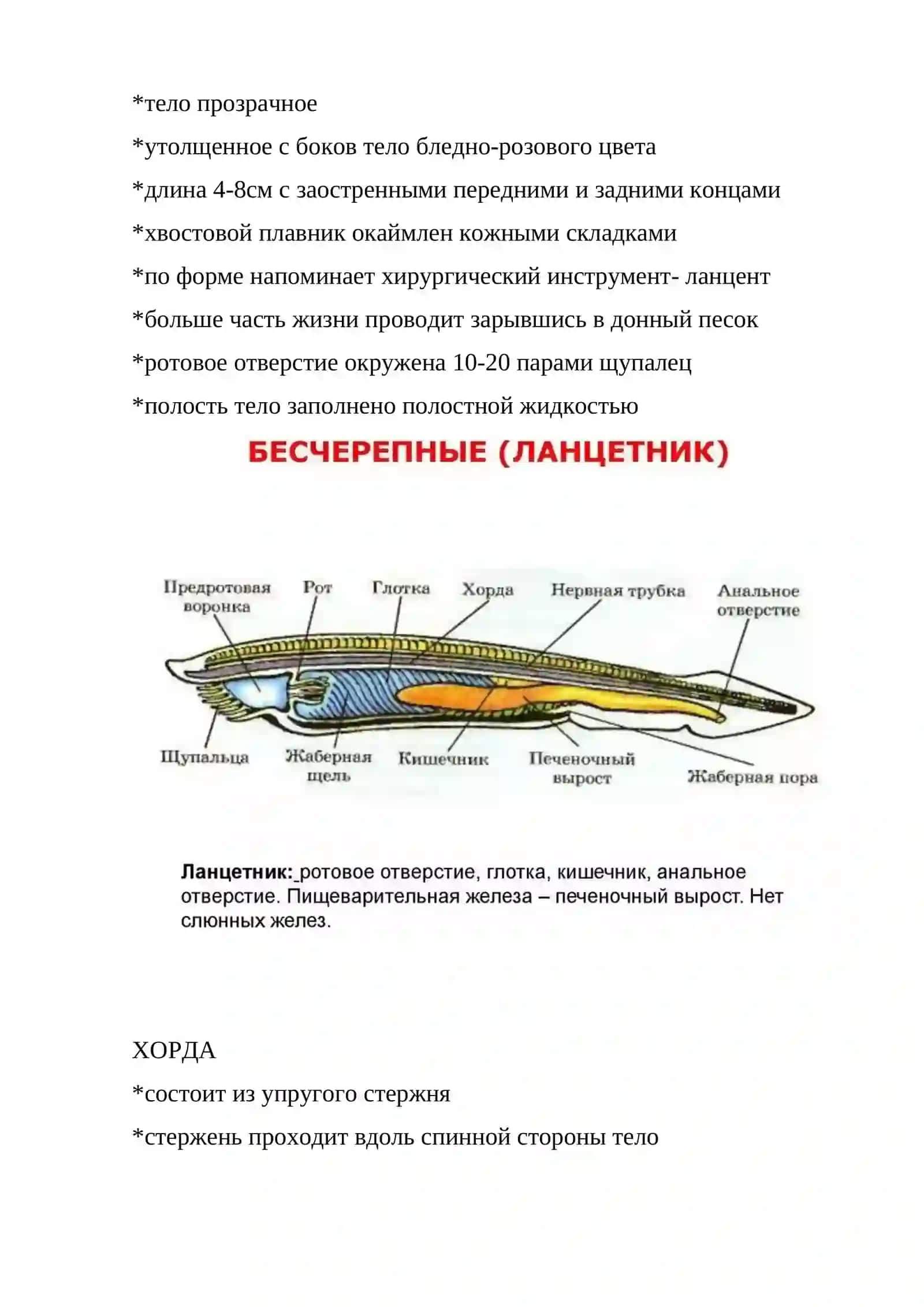 Ланцетники 3